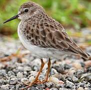 Least Sandpiper