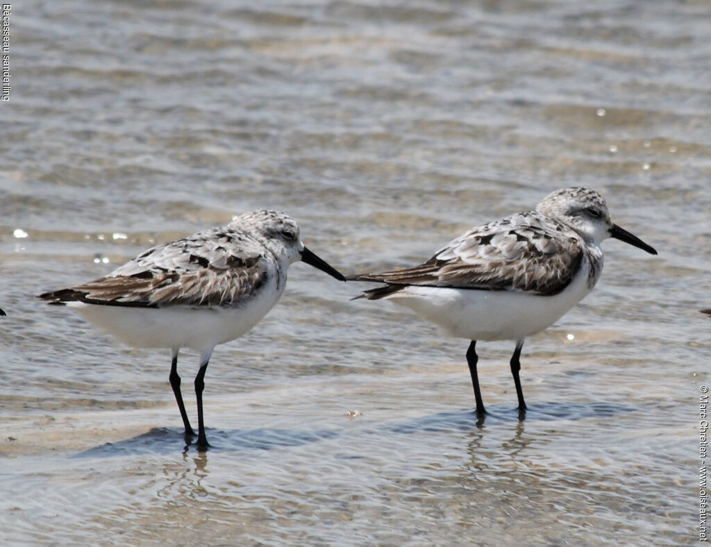 Sanderling