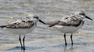 Bécasseau sanderling