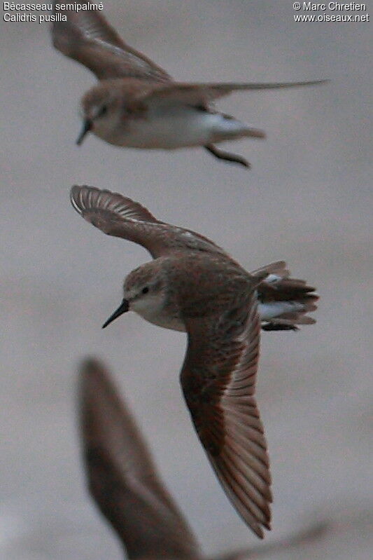 Semipalmated Sandpiper