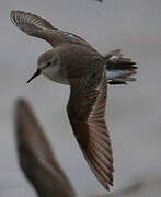 Semipalmated Sandpiper