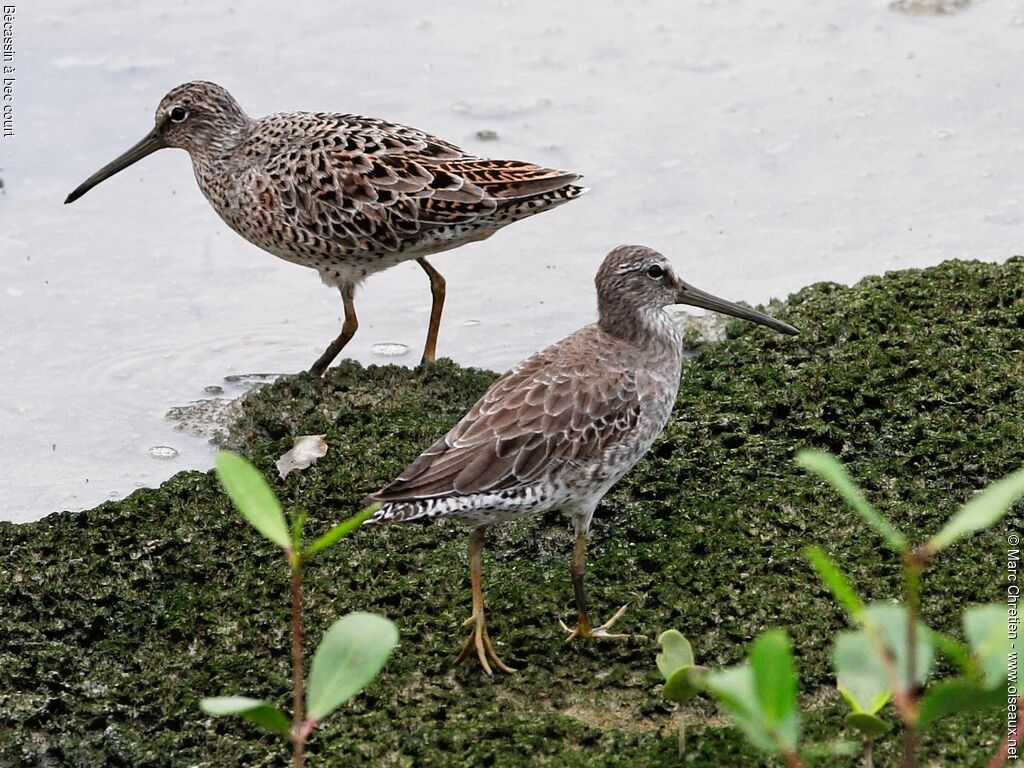 Short-billed Dowitcher