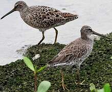 Short-billed Dowitcher