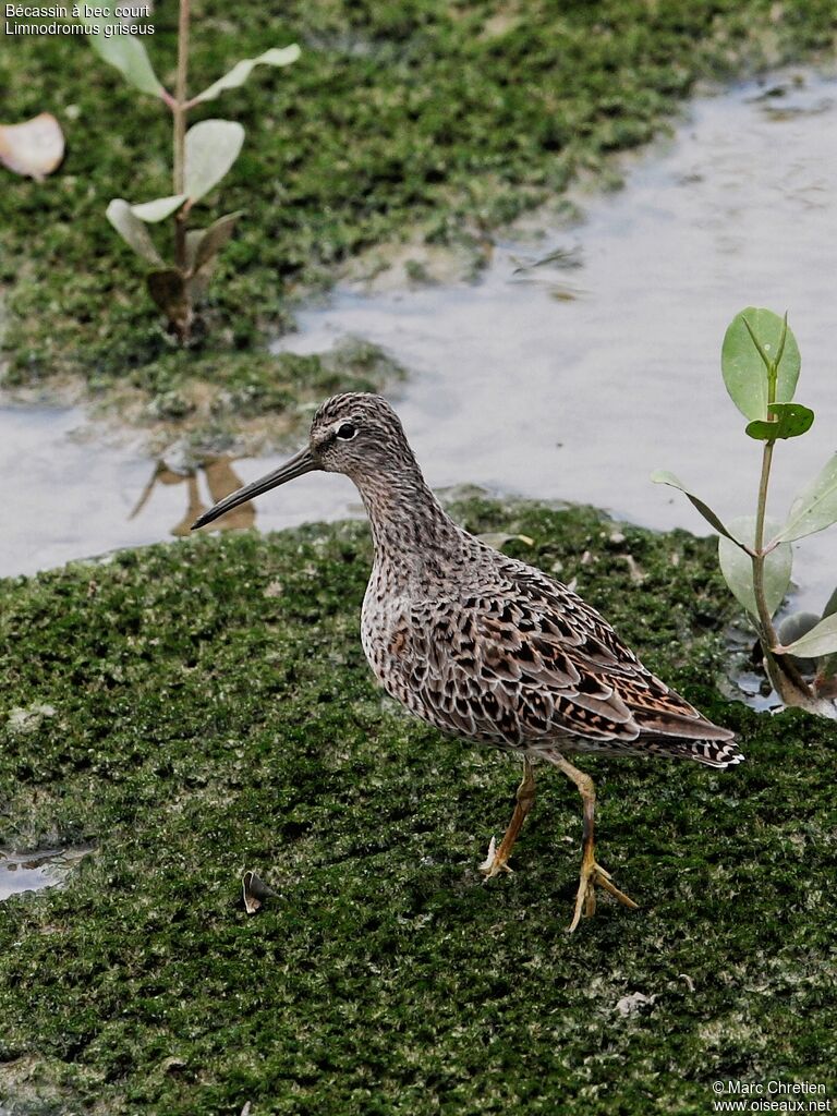 Short-billed Dowitcher