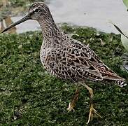 Short-billed Dowitcher