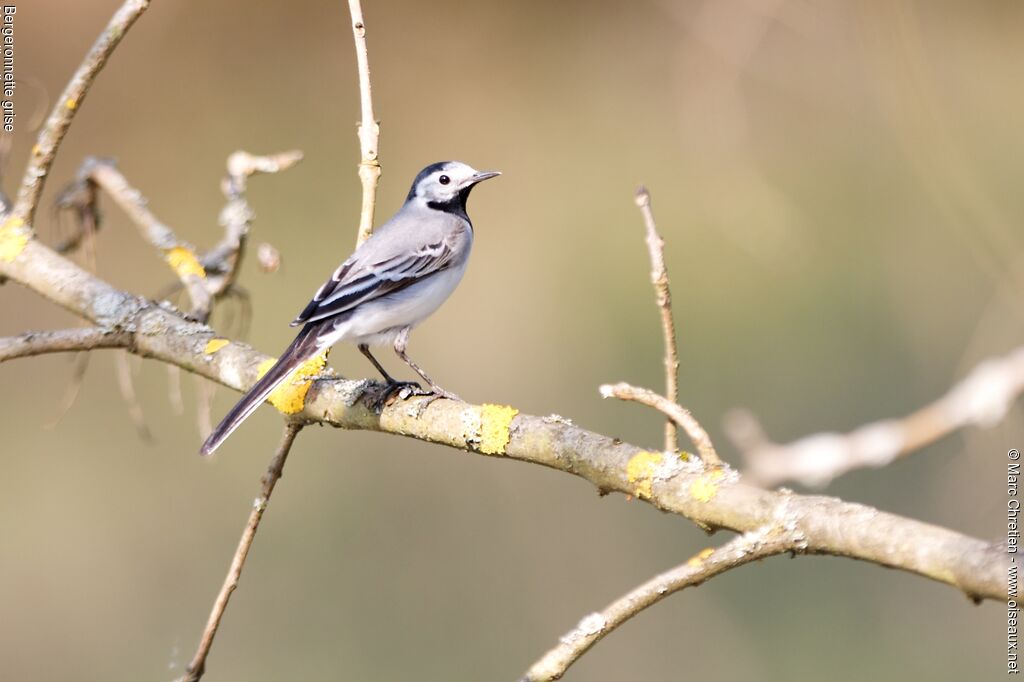 White Wagtail