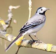 White Wagtail