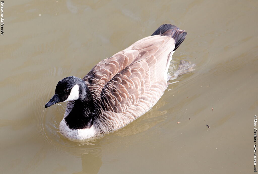 Canada Gooseadult