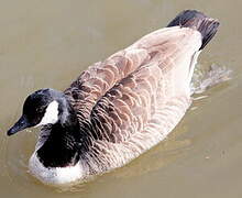 Canada Goose