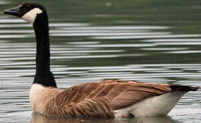 Canada Goose