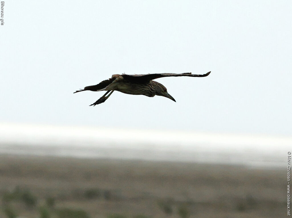 Black-crowned Night Heronjuvenile