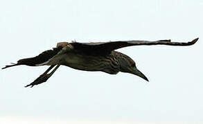 Black-crowned Night Heron