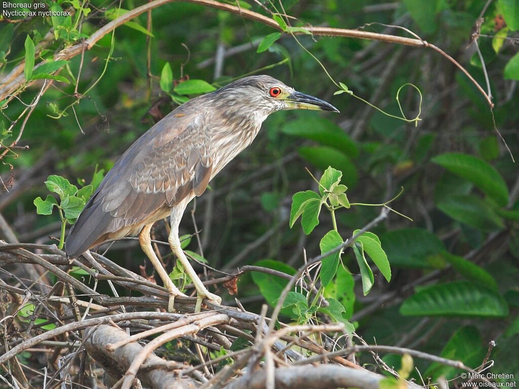 Black-crowned Night Heronimmature