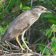 Black-crowned Night Heron