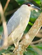 Black-crowned Night Heron