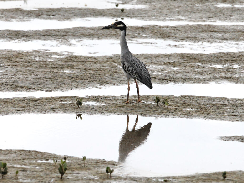 Yellow-crowned Night Heron