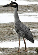 Yellow-crowned Night Heron