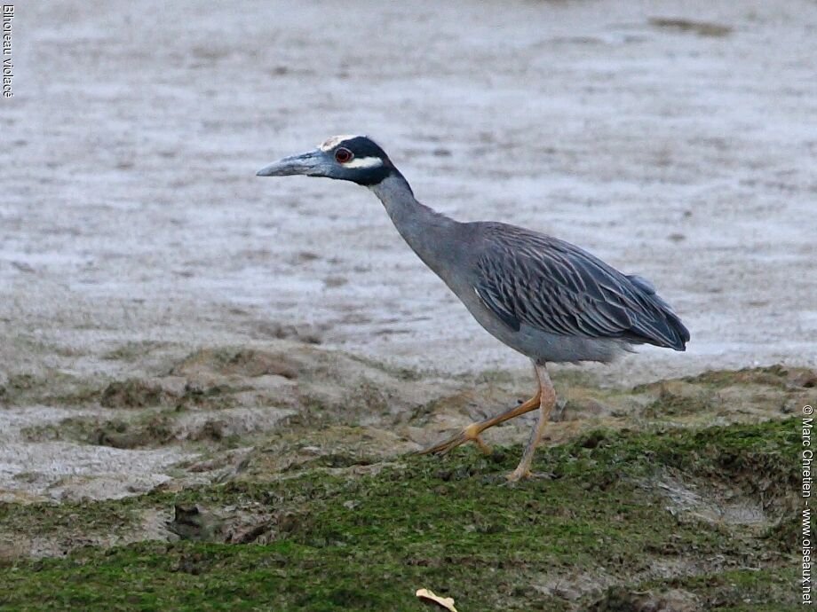 Yellow-crowned Night Heron