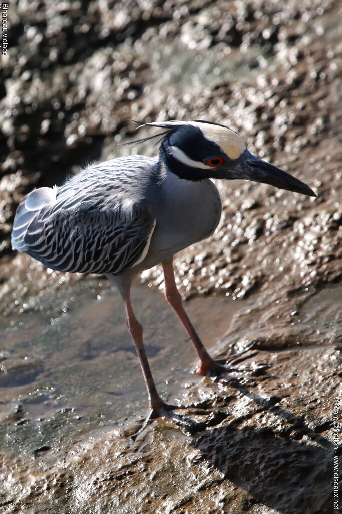 Yellow-crowned Night Heronadult, identification