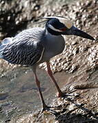 Yellow-crowned Night Heron