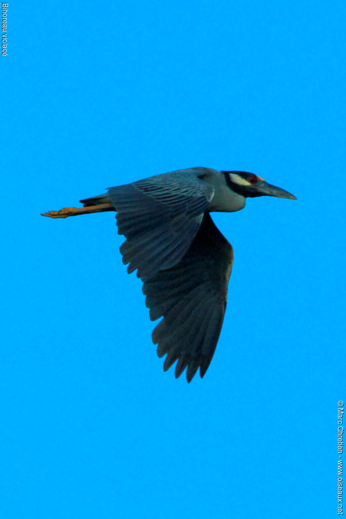 Yellow-crowned Night Heronadult