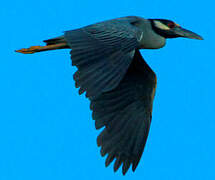 Yellow-crowned Night Heron