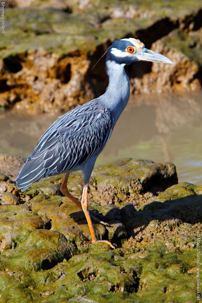 Yellow-crowned Night Heron