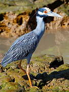 Yellow-crowned Night Heron