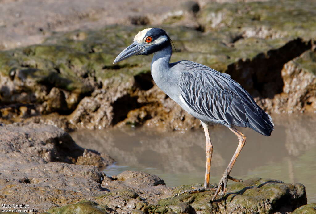 Yellow-crowned Night Heronadult, identification