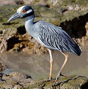 Yellow-crowned Night Heron