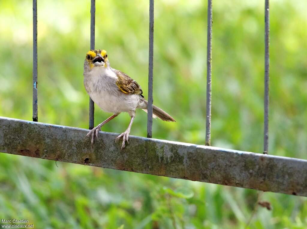 Yellow-browed Sparrow male adult, close-up portrait