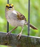 Yellow-browed Sparrow