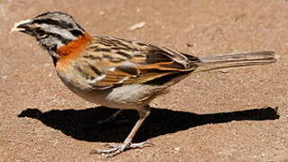 Rufous-collared Sparrow