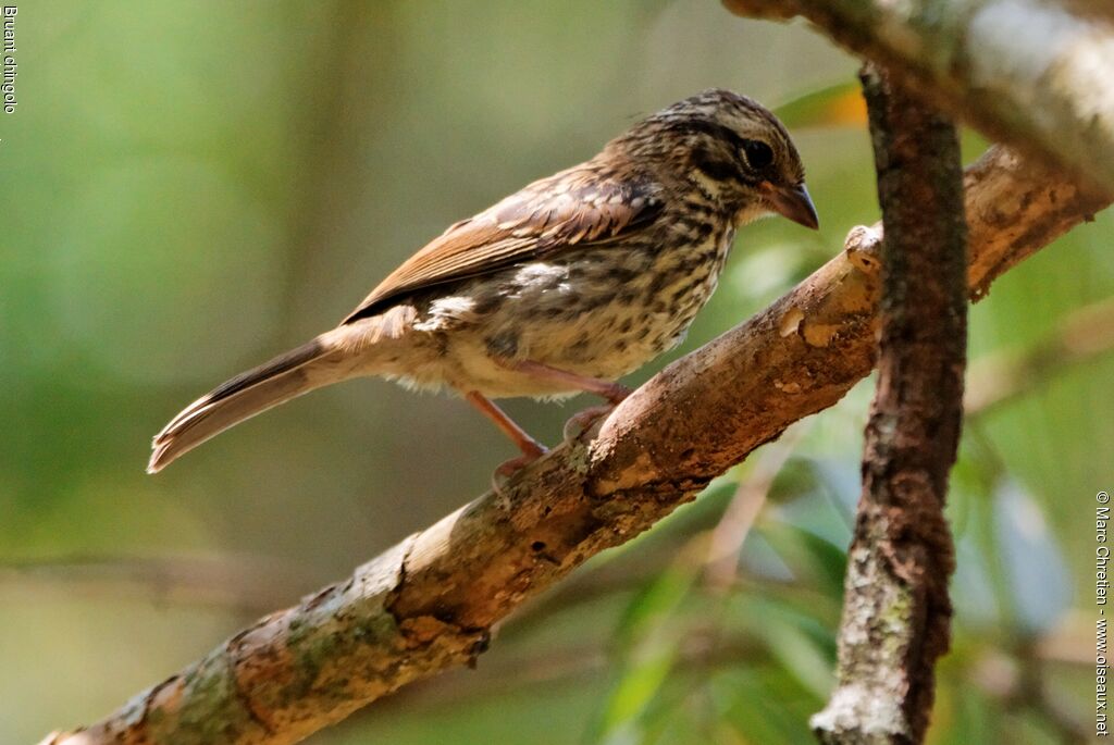 Rufous-collared Sparrowimmature