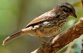 Rufous-collared Sparrow