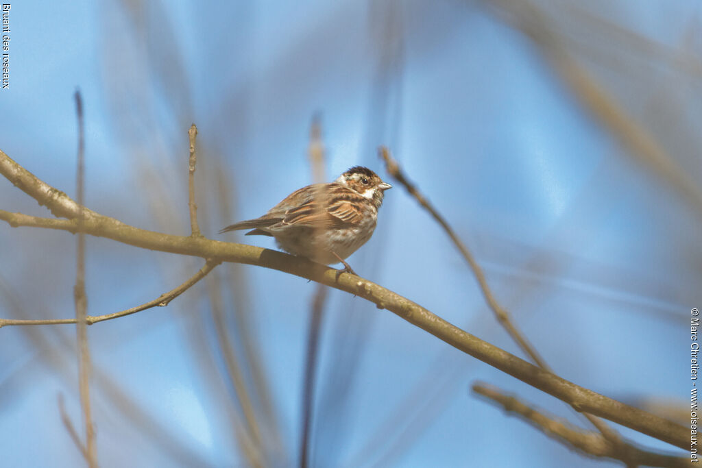 Common Reed Bunting