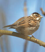 Common Reed Bunting