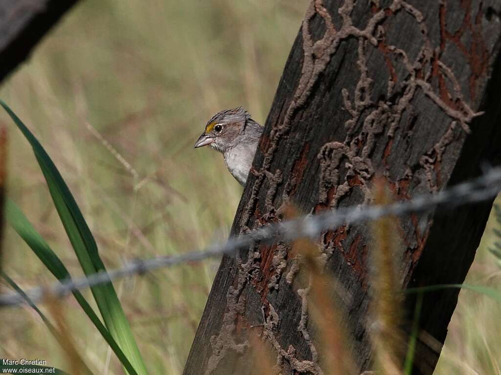 Grassland Sparrowadult, close-up portrait