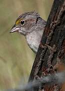 Grassland Sparrow