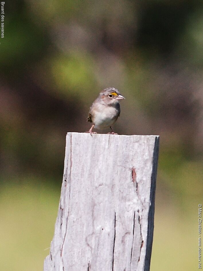 Grassland Sparrow