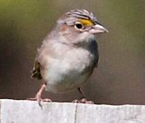 Grassland Sparrow