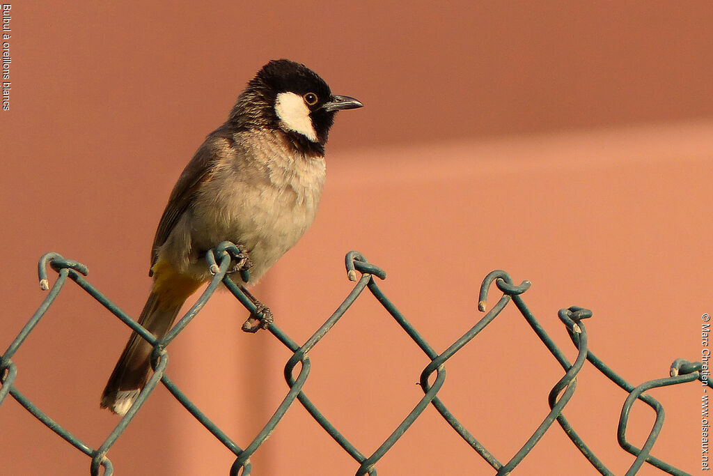 White-eared Bulbul