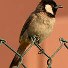 Bulbul à oreillons blancs
