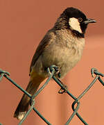 White-eared Bulbul