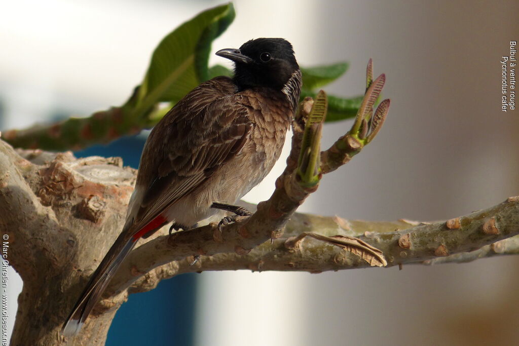 Bulbul à ventre rouge