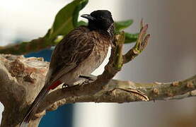 Bulbul à ventre rouge