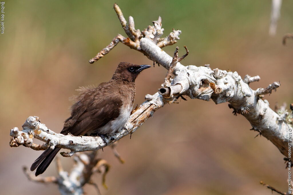 Common Bulbul, identification