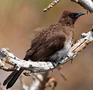 Common Bulbul