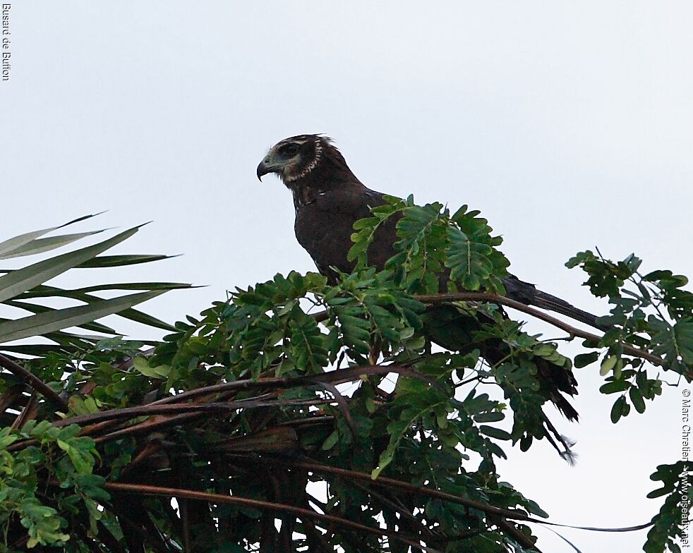 Long-winged Harrier female