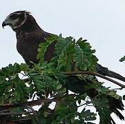 Long-winged Harrier